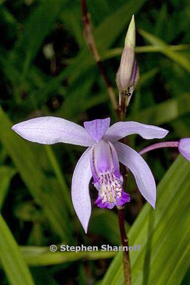 bletilla striata 2 graphic